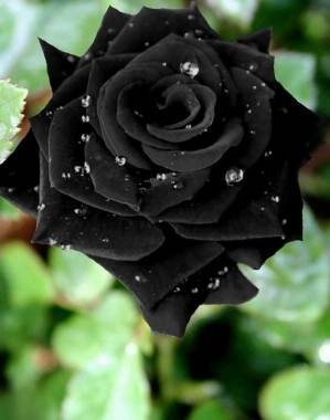 **crna ruža**