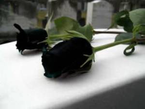 black_roses