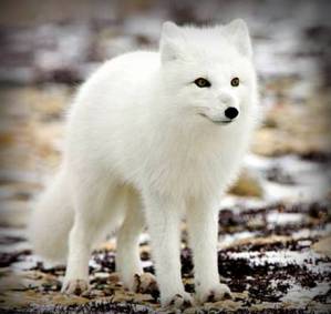 Polarna Lisica