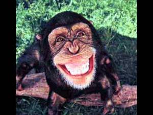 Veselo majmunce